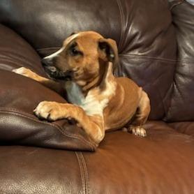 Enlarge Nelly, a Adoptable Mixed Breed in Baldwin, WI image 3/6