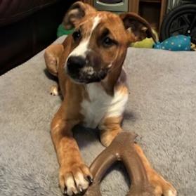 Enlarge Nelly, a Adoptable Mixed Breed in Baldwin, WI image 4/6