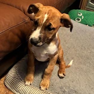 Enlarge Nelly, a Adoptable Mixed Breed in Baldwin, WI image 5/6