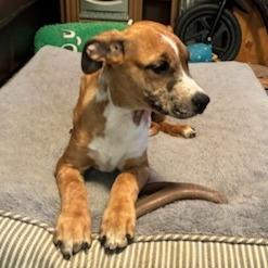 Enlarge Nelly, a Adoptable Mixed Breed in Baldwin, WI image 6/6