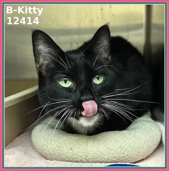 B-KITTY