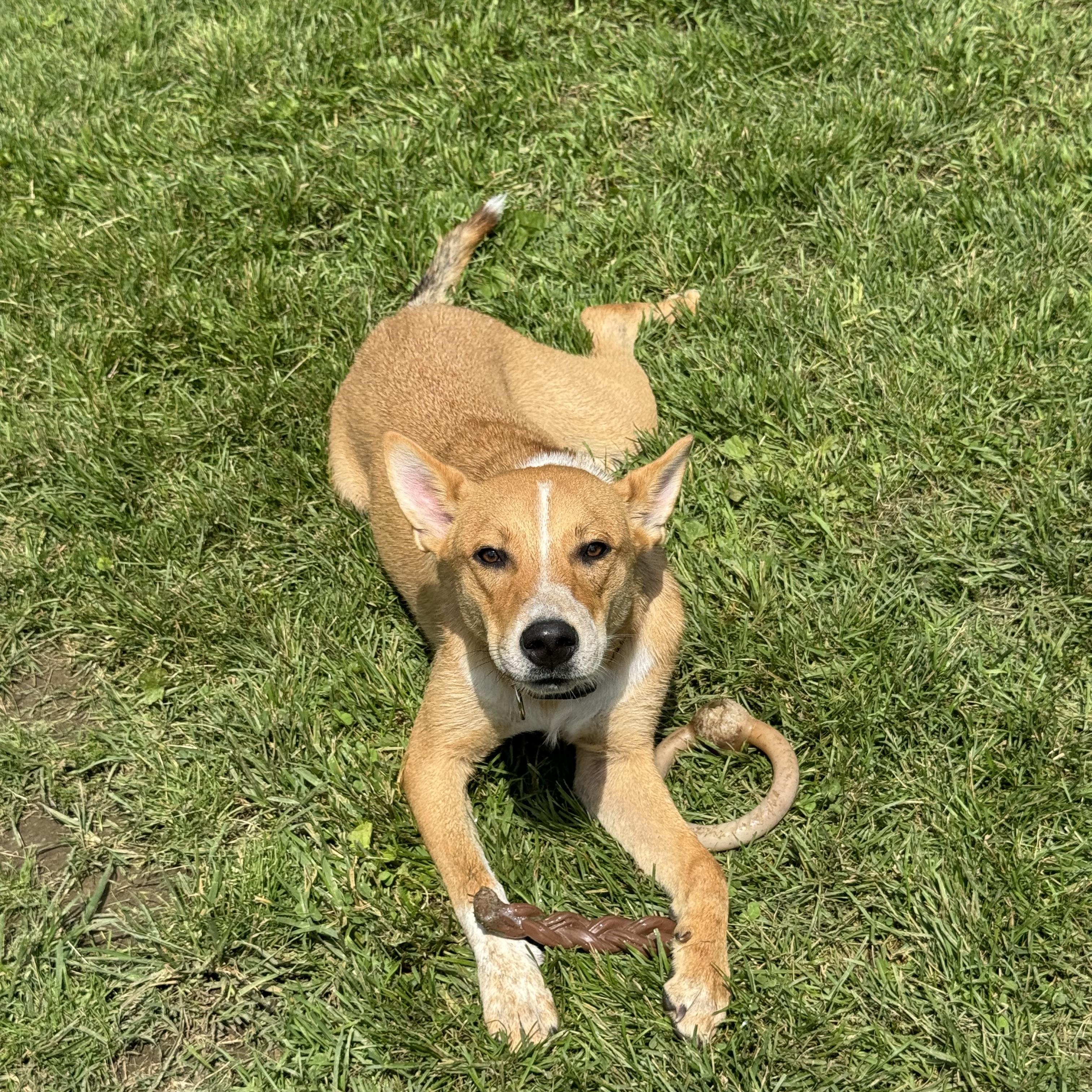 Enlarge Bronco, a ADOPTABLE mixed breed in Purcellville, VA image 4/6