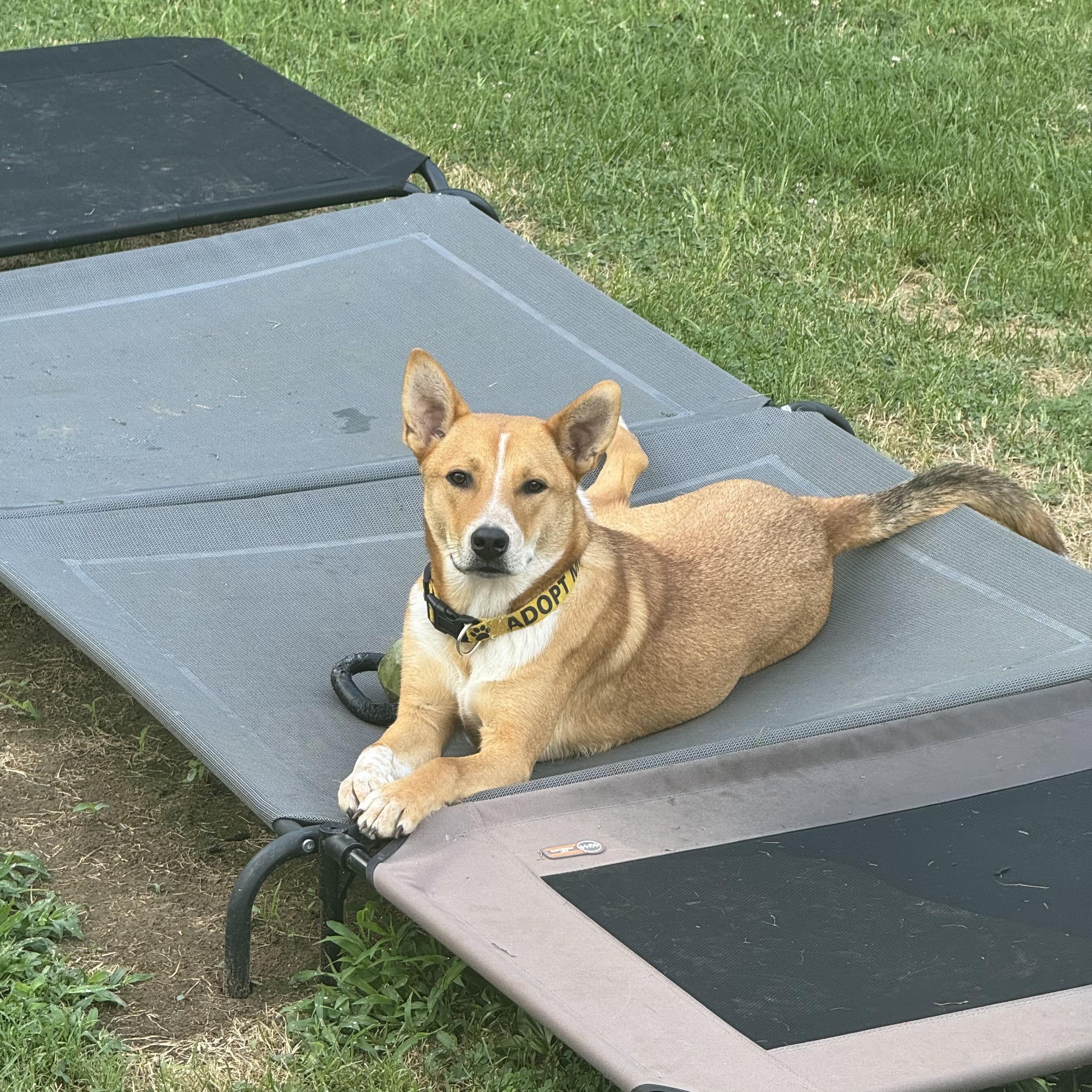 Enlarge Bronco, a ADOPTABLE mixed breed in Purcellville, VA image 1/6