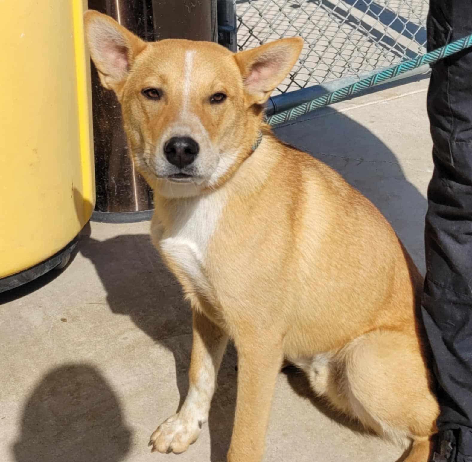 Enlarge Bronco, a ADOPTABLE mixed breed in Purcellville, VA image 5/6