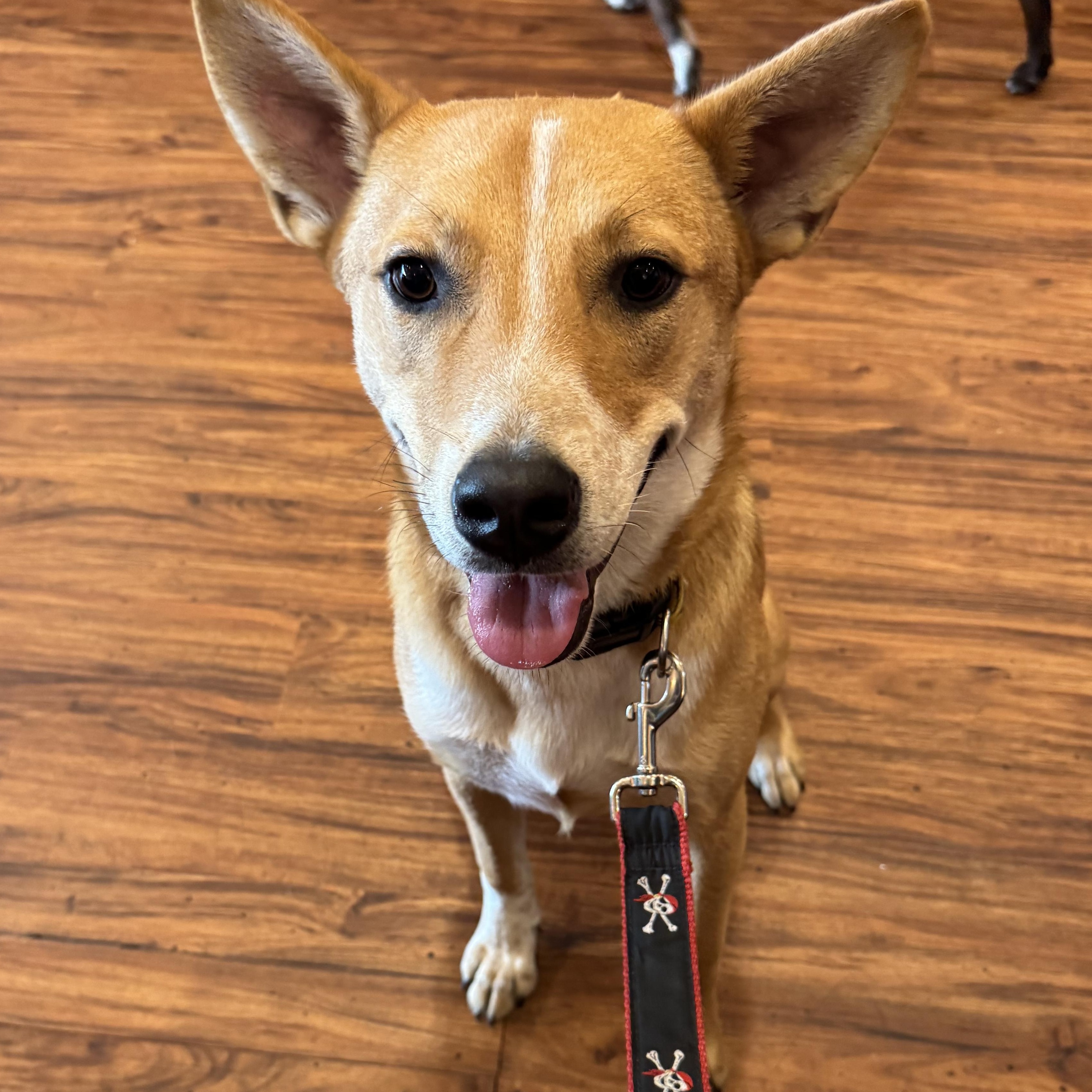 Enlarge Bronco, a ADOPTABLE mixed breed in Purcellville, VA image 3/6