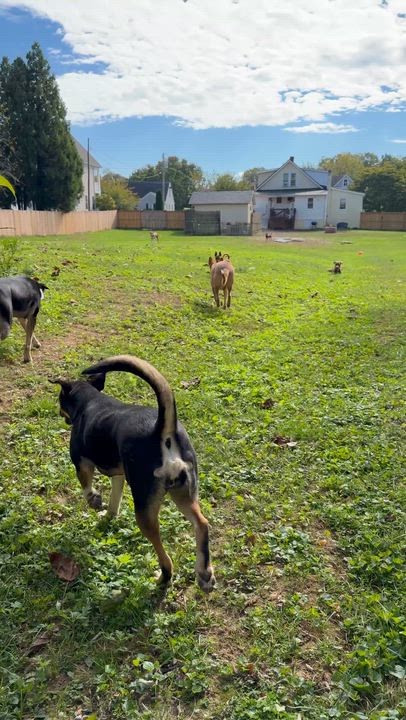 Enlarge Bronco, a ADOPTABLE mixed breed in Purcellville, VA video 6/6