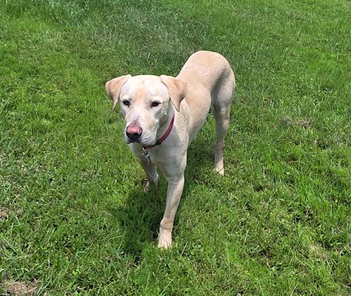 Enlarge Mello Yellow 2, an adopted mixed breed in Killingworth, CT image 4/6
