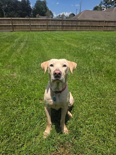 Enlarge Mello Yellow 2, an adopted mixed breed in Killingworth, CT image 1/6