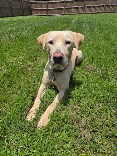Enlarge Mello Yellow 2, an adopted mixed breed in Killingworth, CT image 2/6