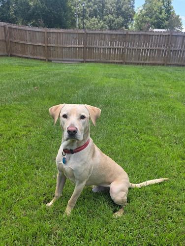 Enlarge Mello Yellow 2, an adopted mixed breed in Killingworth, CT image 3/6