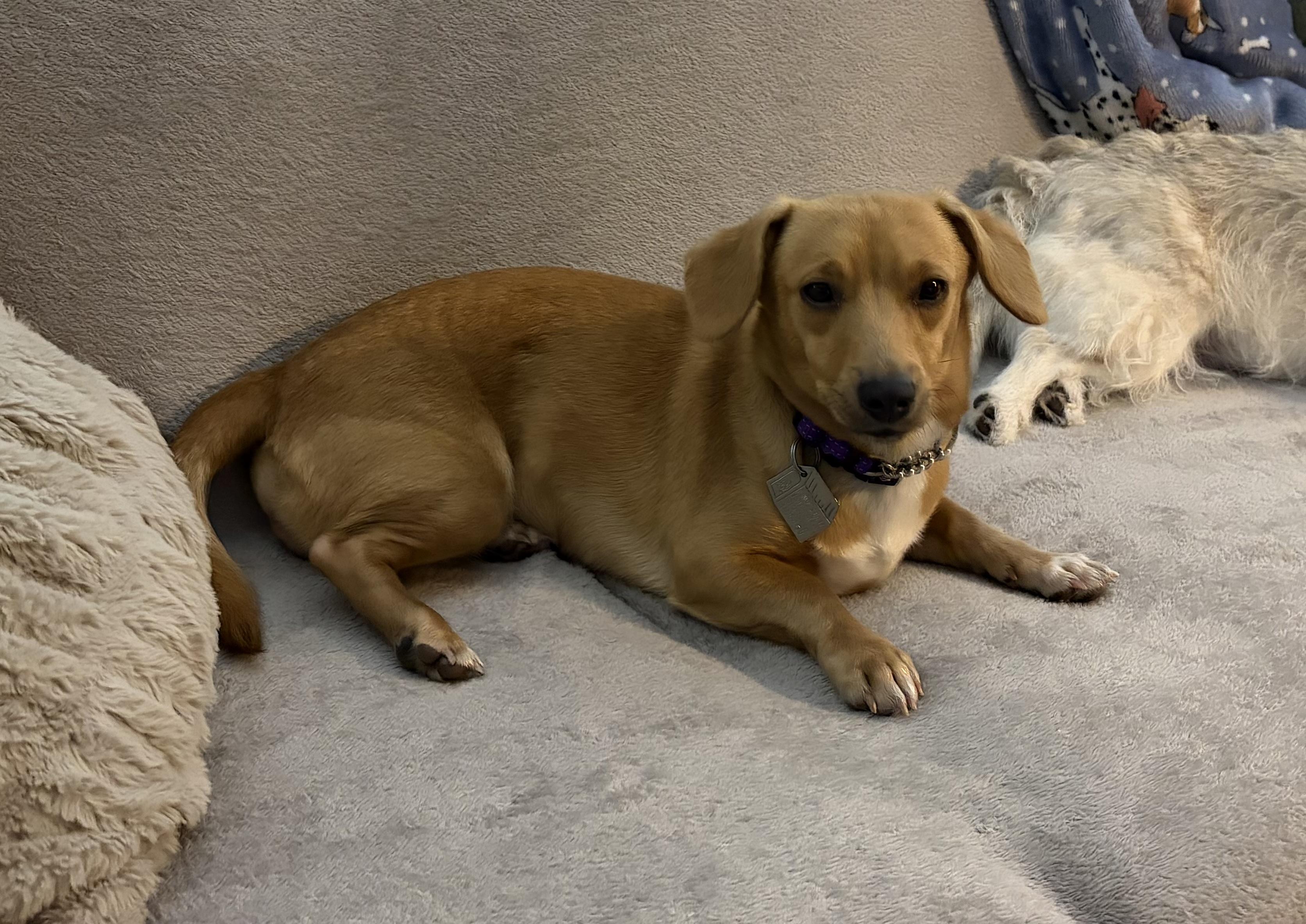 Butterscotch, an adopted mixed breed in Scottsburg, IN image 2/3