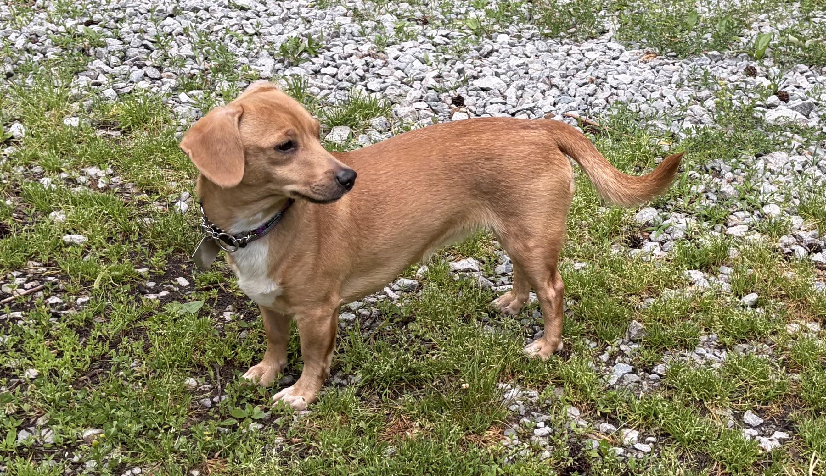 Butterscotch, adopted, Young Female Dachshund.