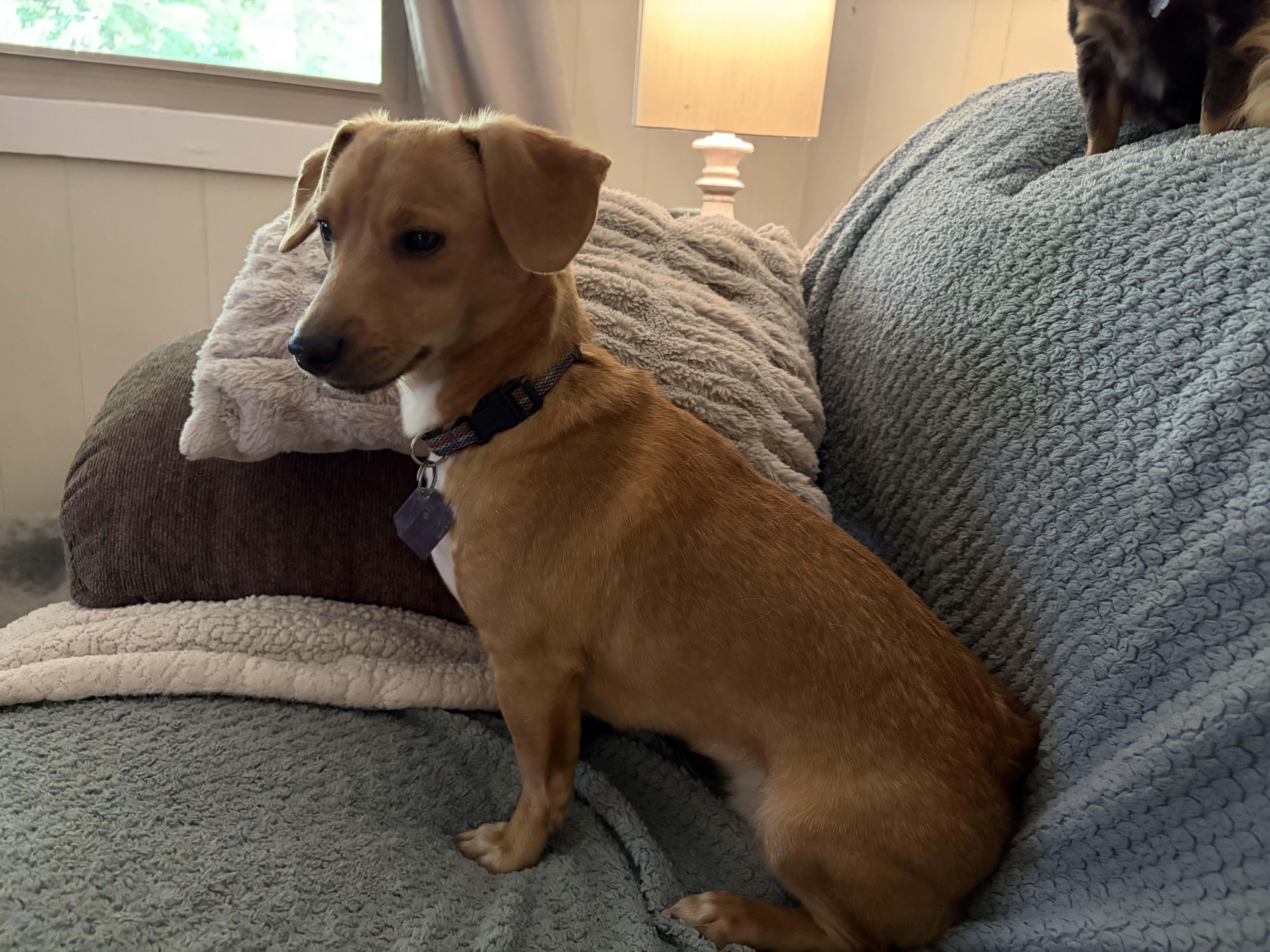 Butterscotch, an adopted mixed breed in Scottsburg, IN image 3/3