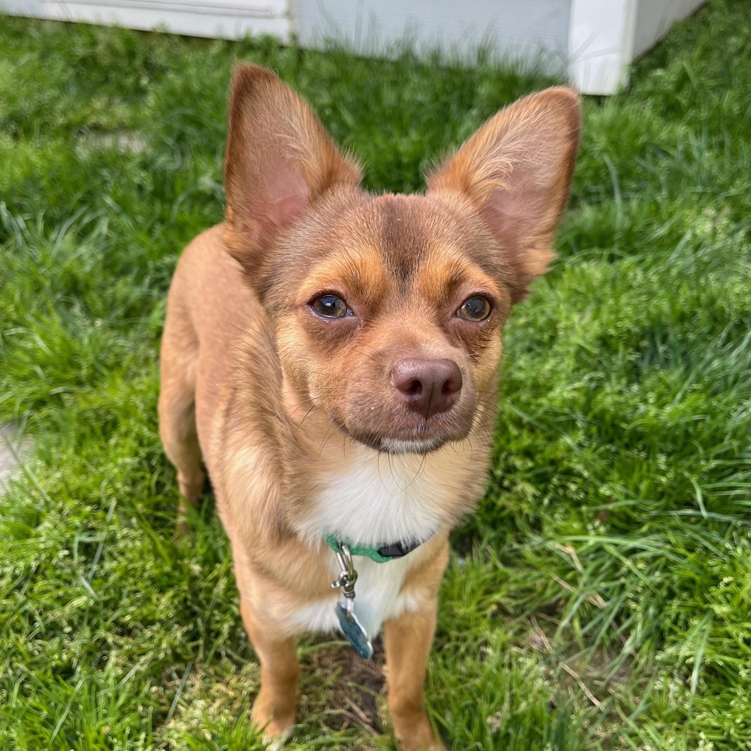 Milo , Adoptable, Young Male Chihuahua.