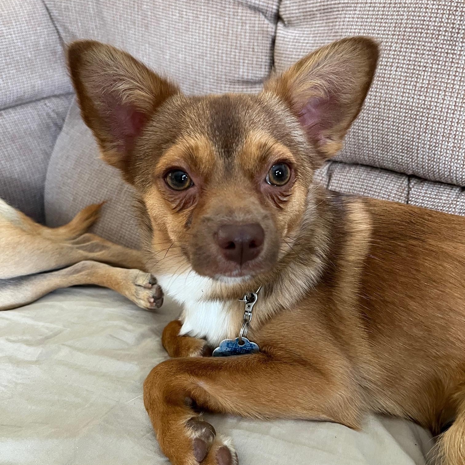 Enlarge Milo , a Adoptable mixed breed in Richmond, VA image 2/6