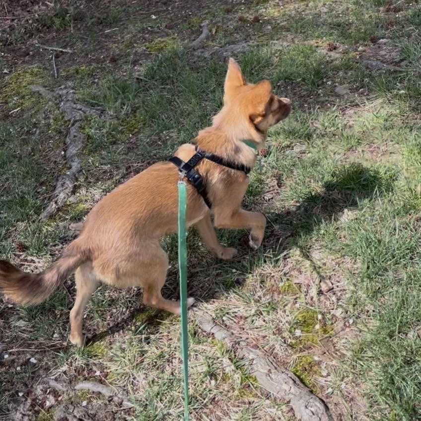 Enlarge Milo , a Adoptable mixed breed in Richmond, VA image 4/6