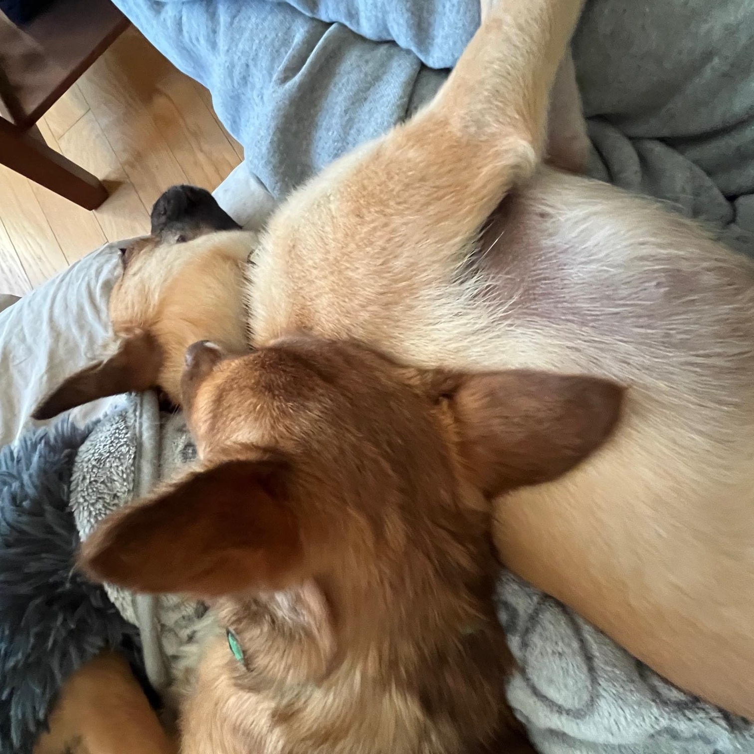 Enlarge Milo , a Adoptable mixed breed in Richmond, VA image 6/6