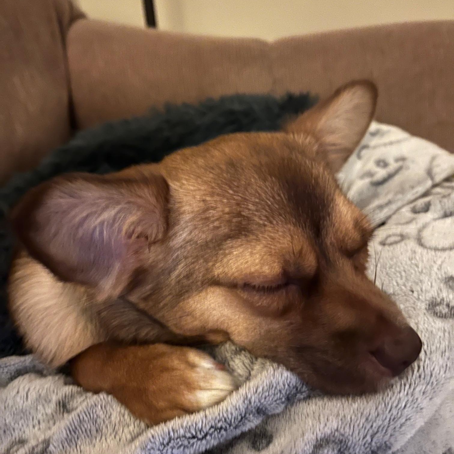 Enlarge Milo , a Adoptable mixed breed in Richmond, VA image 3/6