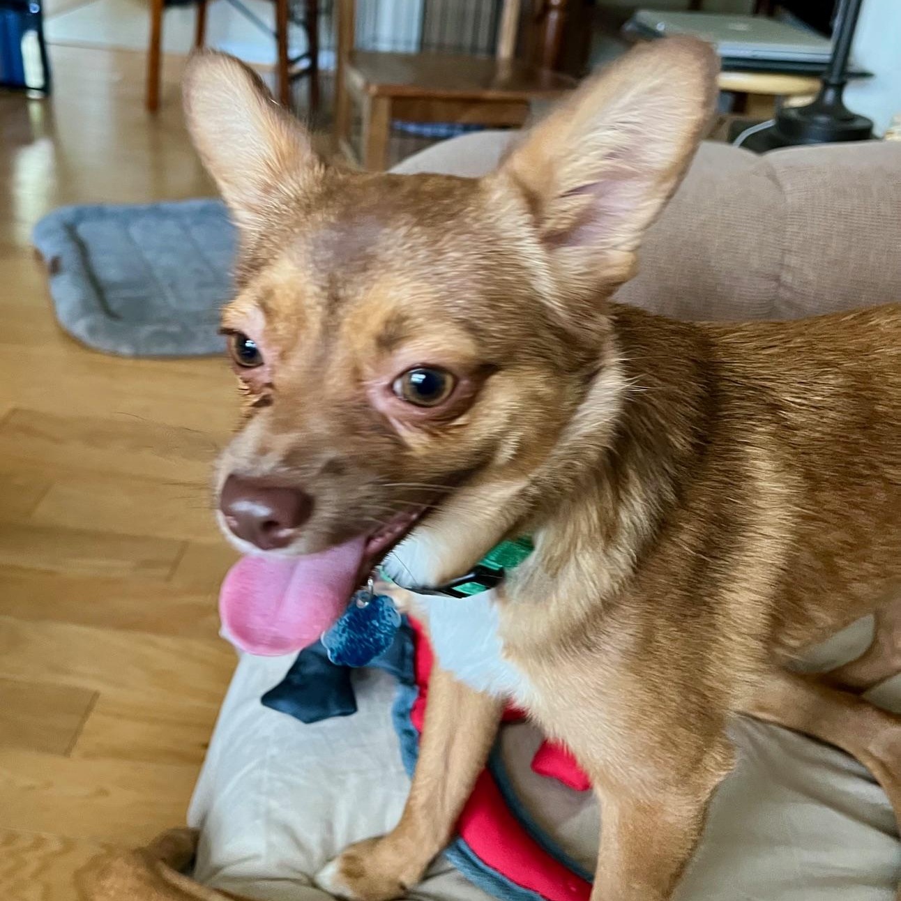 Enlarge Milo , a Adoptable mixed breed in Richmond, VA image 5/6