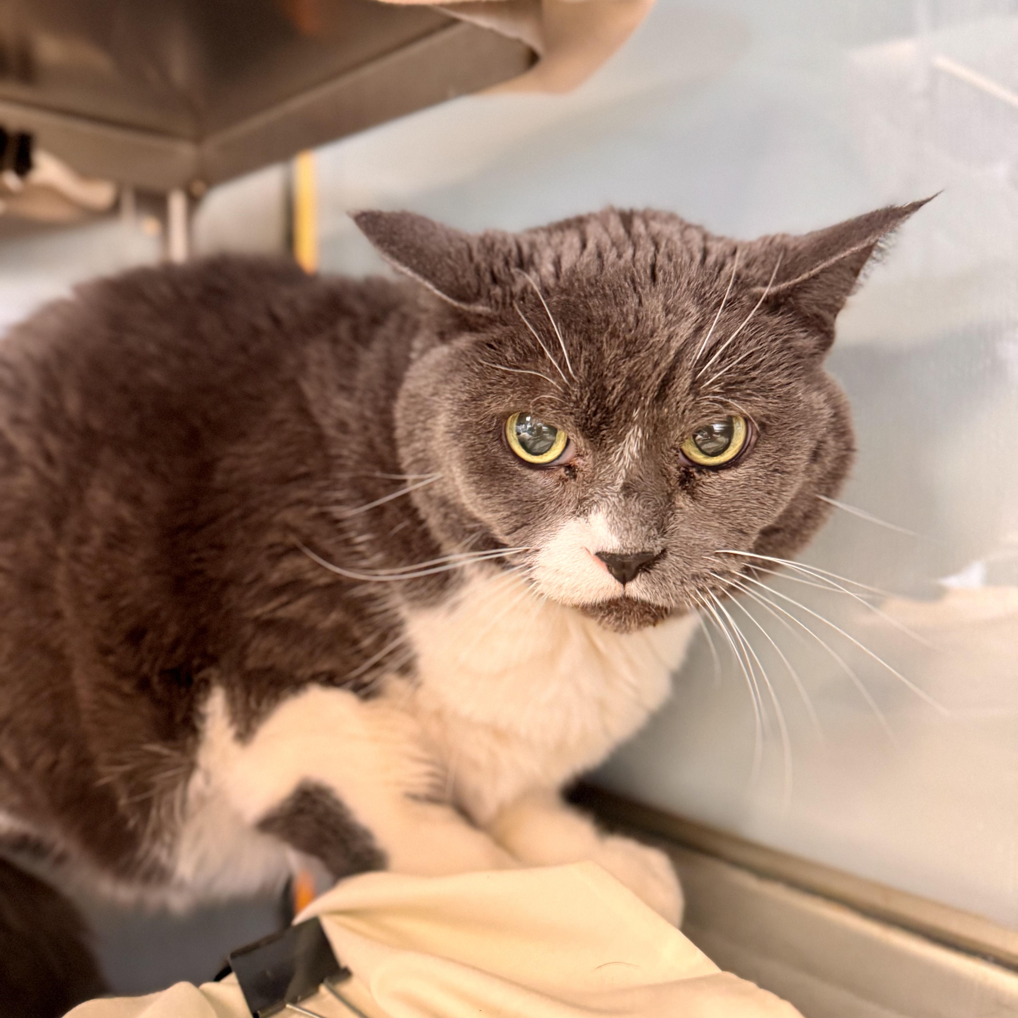 Enlarge Smokey Joe, a ADOPTABLE Domestic Short Hair in Midland, MI image 2/2