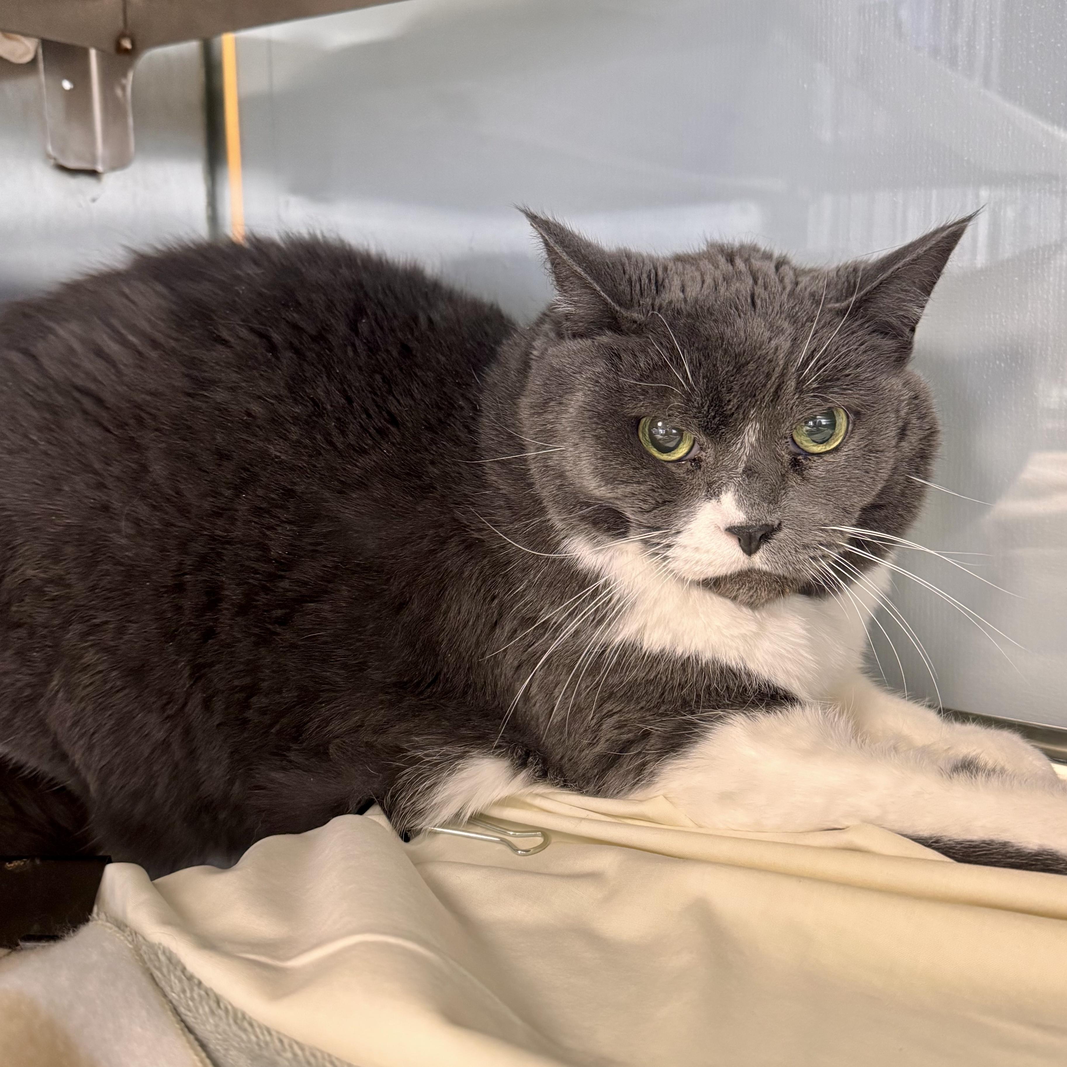 Smokey Joe, ADOPTABLE, Senior Male Domestic Short Hair.