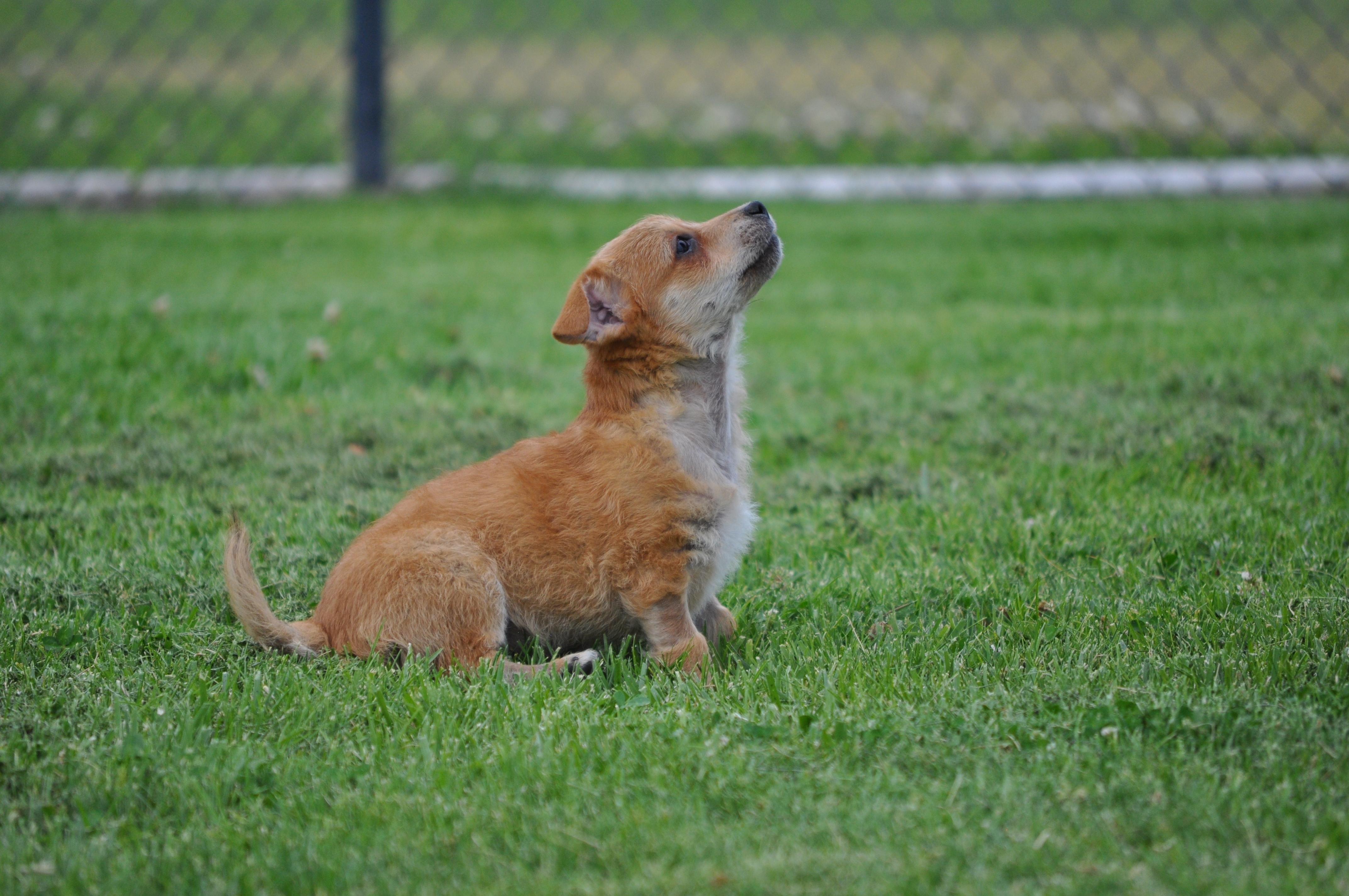 Donnie, a ADOPTABLE mixed breed in Union Gap, WA image 6/6