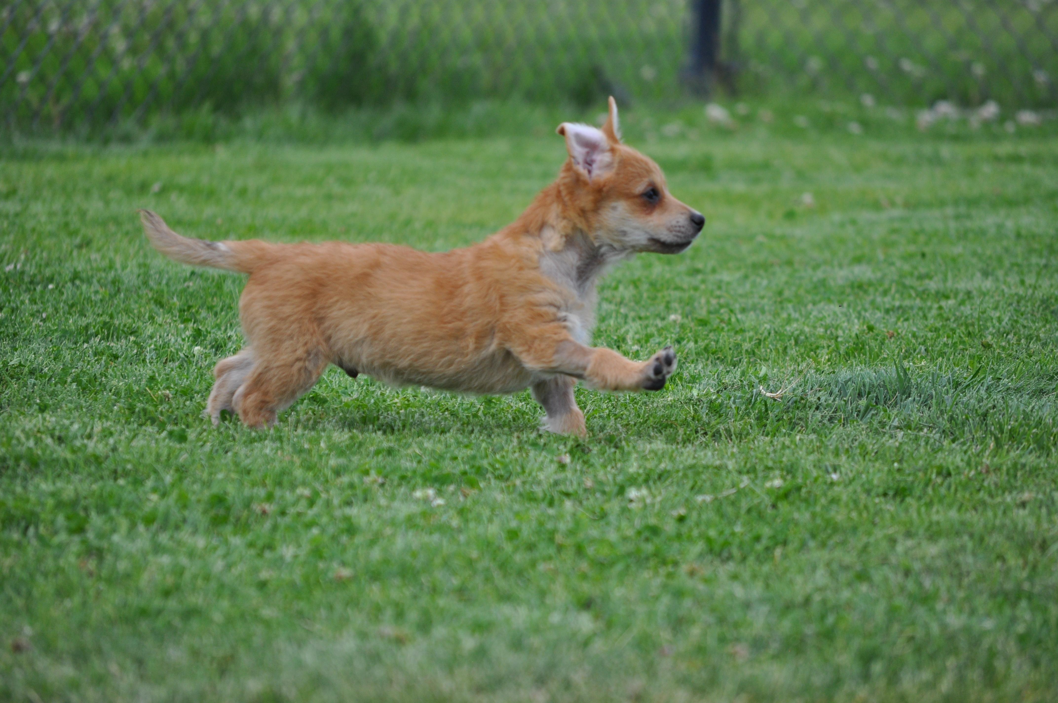 Donnie, a ADOPTABLE mixed breed in Union Gap, WA image 4/6