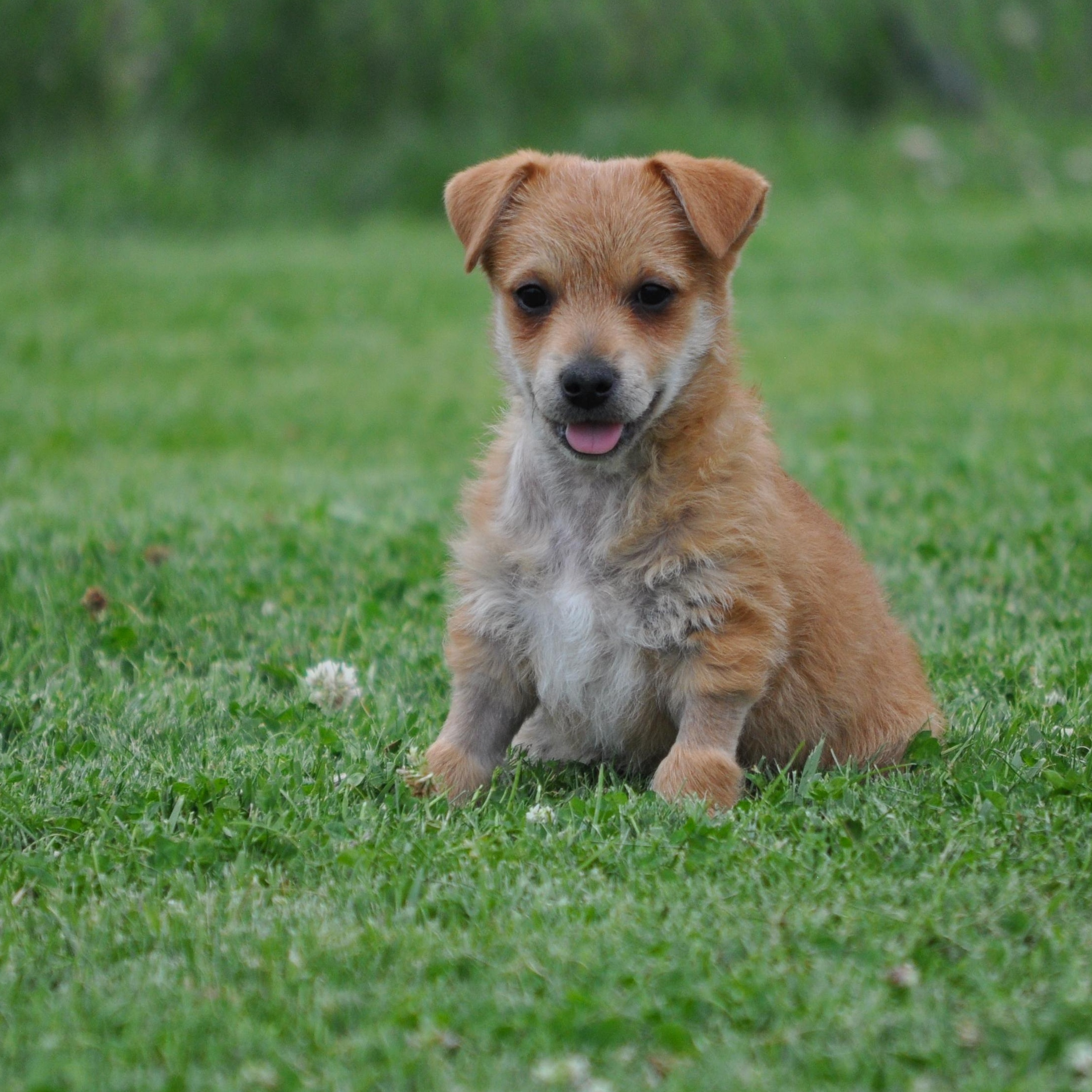 Donnie, a ADOPTABLE mixed breed in Union Gap, WA image 1/6