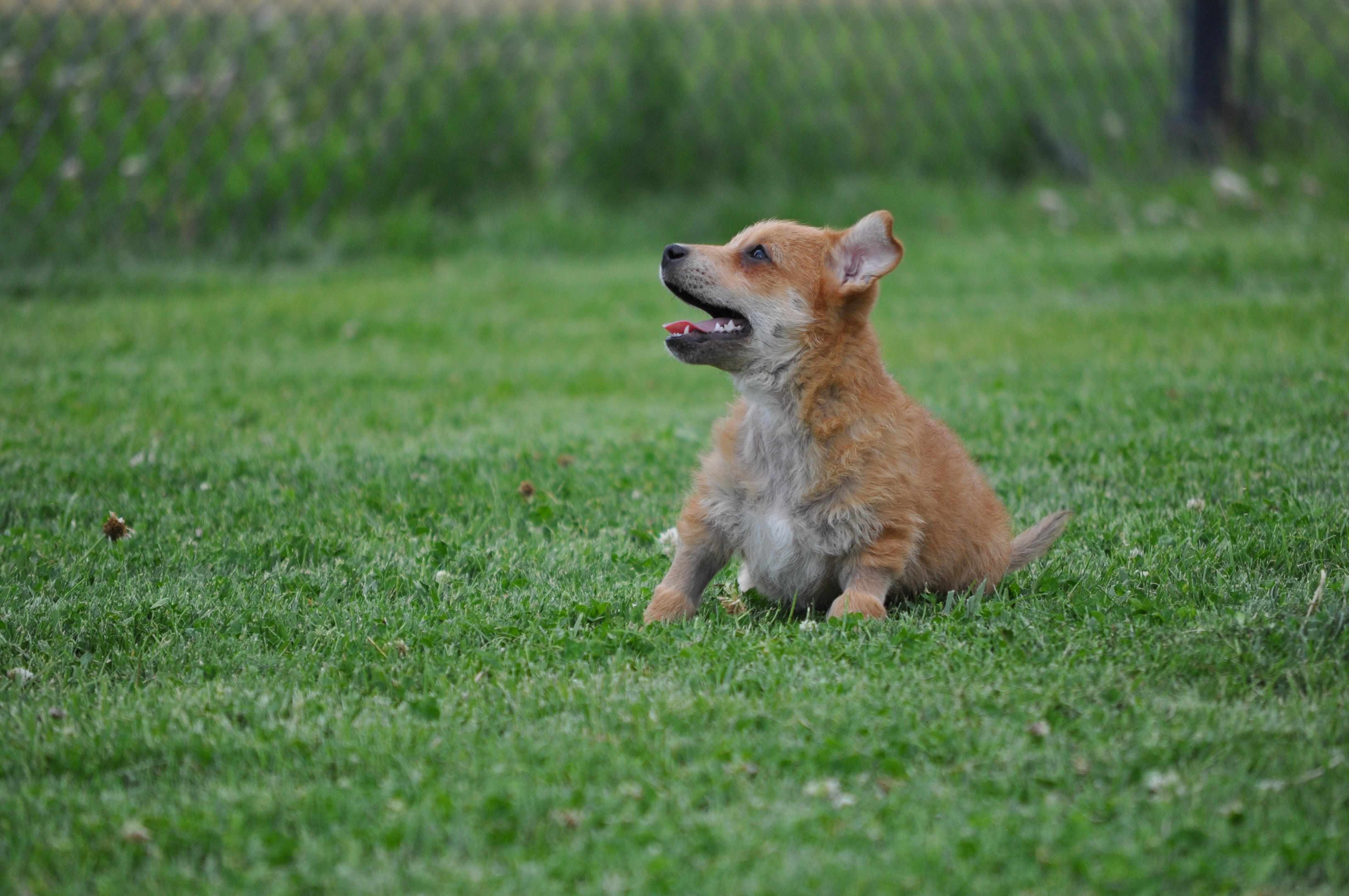Donnie, a ADOPTABLE mixed breed in Union Gap, WA image 3/6
