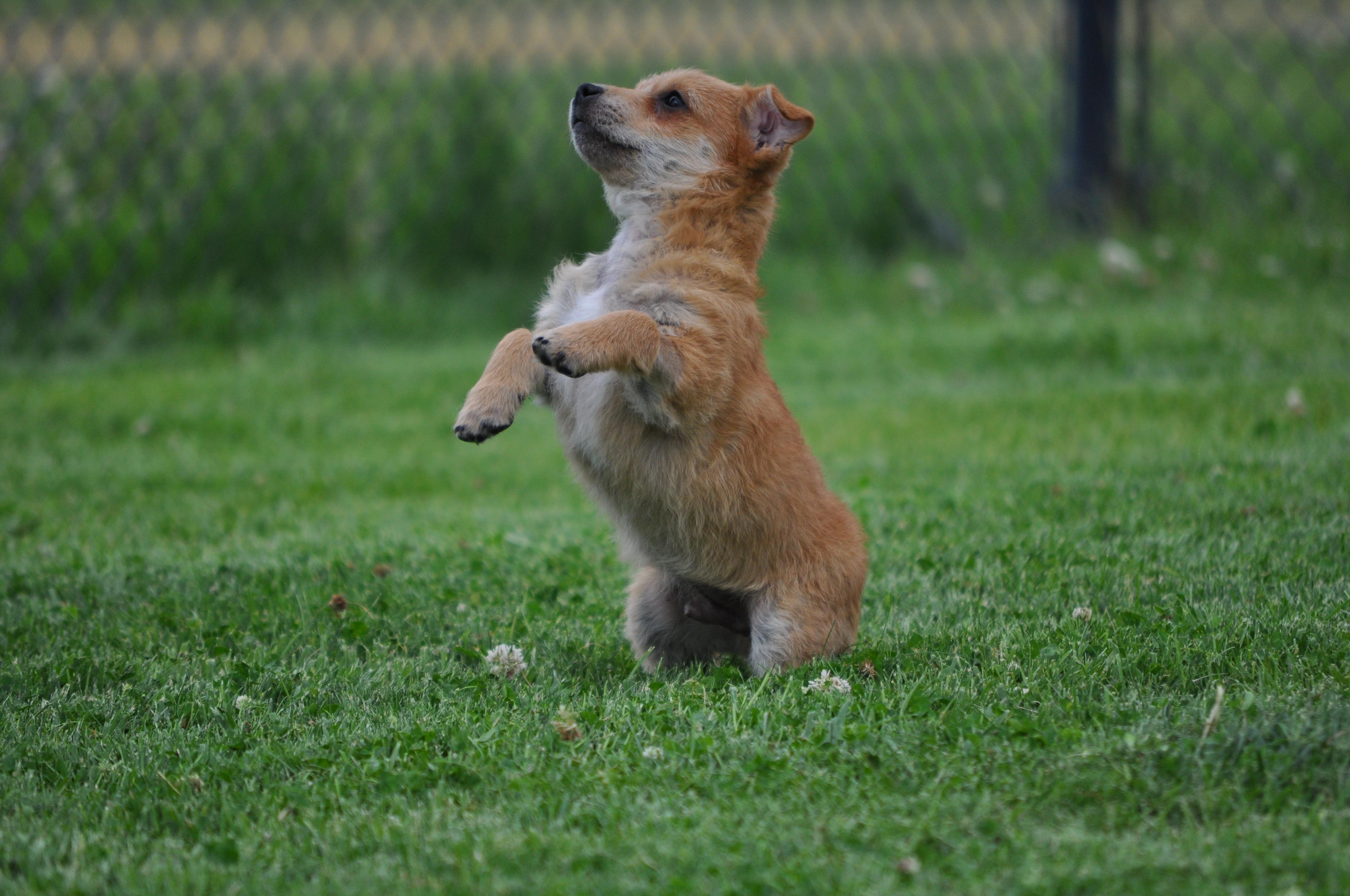 Donnie, a ADOPTABLE mixed breed in Union Gap, WA image 2/6