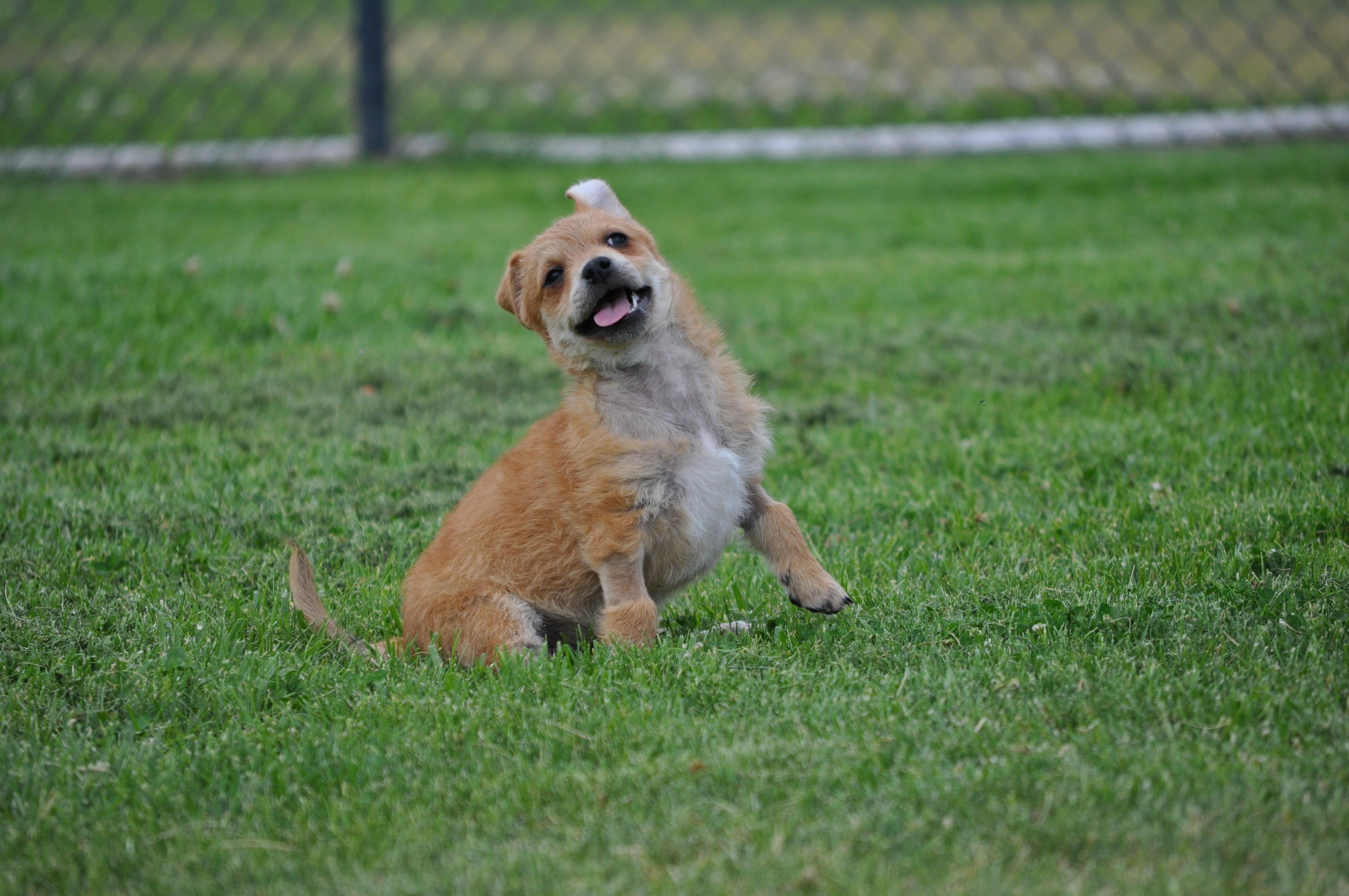 Donnie, a ADOPTABLE mixed breed in Union Gap, WA image 5/6