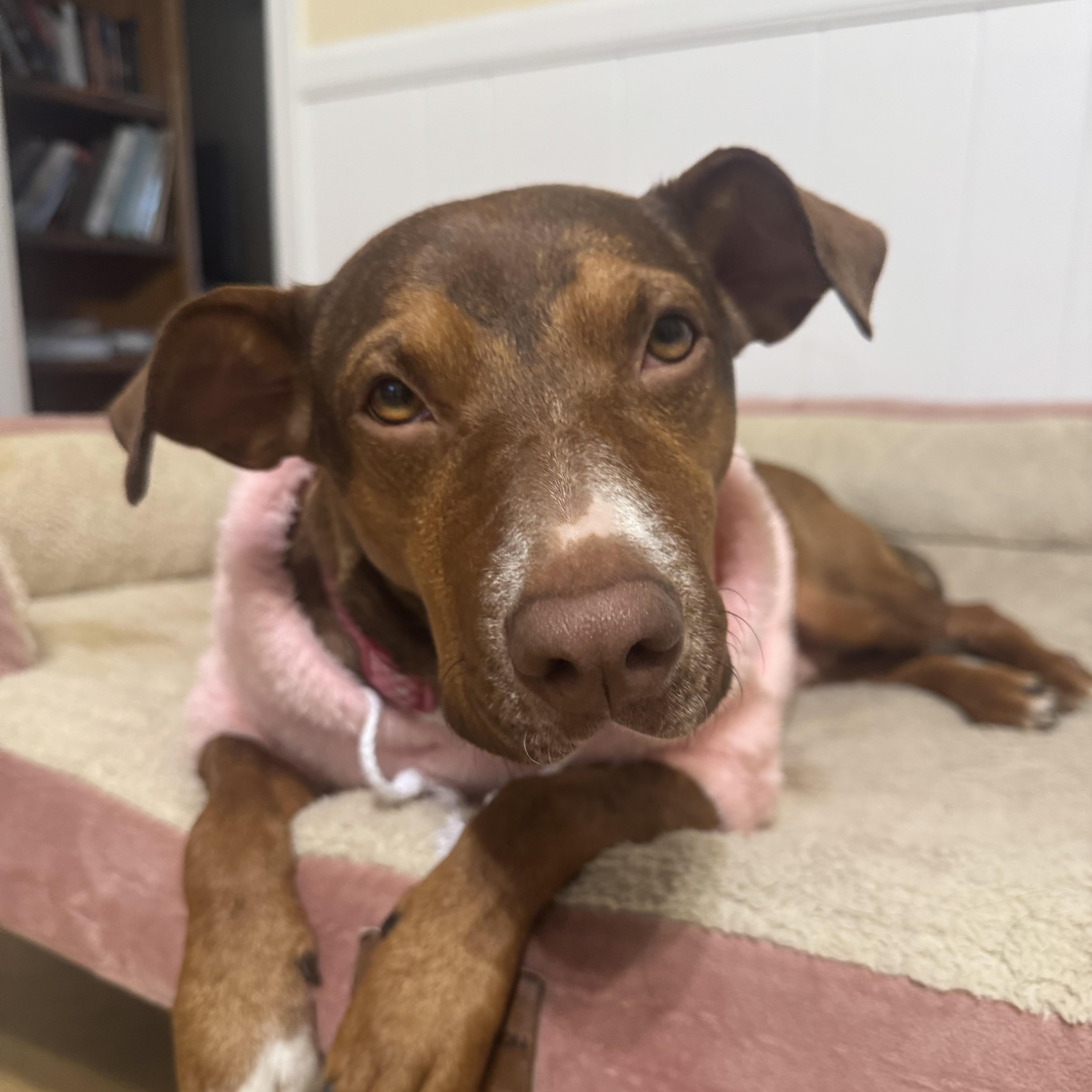 Tie Dye — thumbnail 3