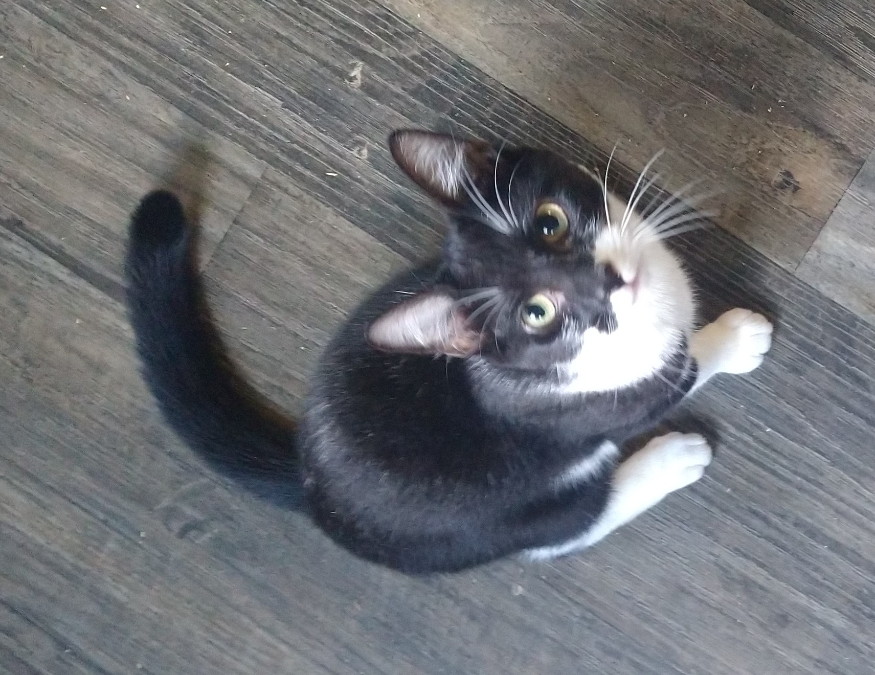 Liddy, a Adoptable Tuxedo in Fair Oaks, IN image 2/4