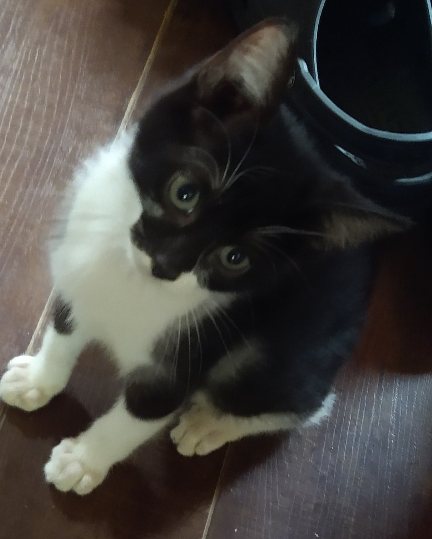 Liddy, a Adoptable Tuxedo in Fair Oaks, IN image 3/4