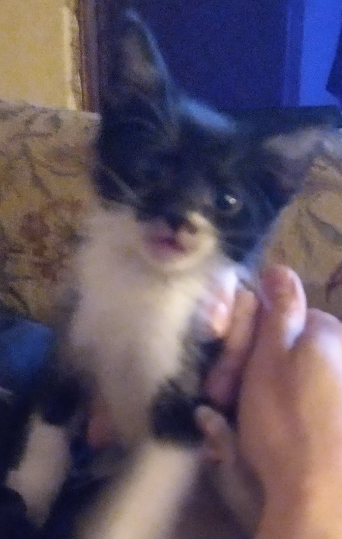 Liddy, a Adoptable Tuxedo in Fair Oaks, IN image 4/4