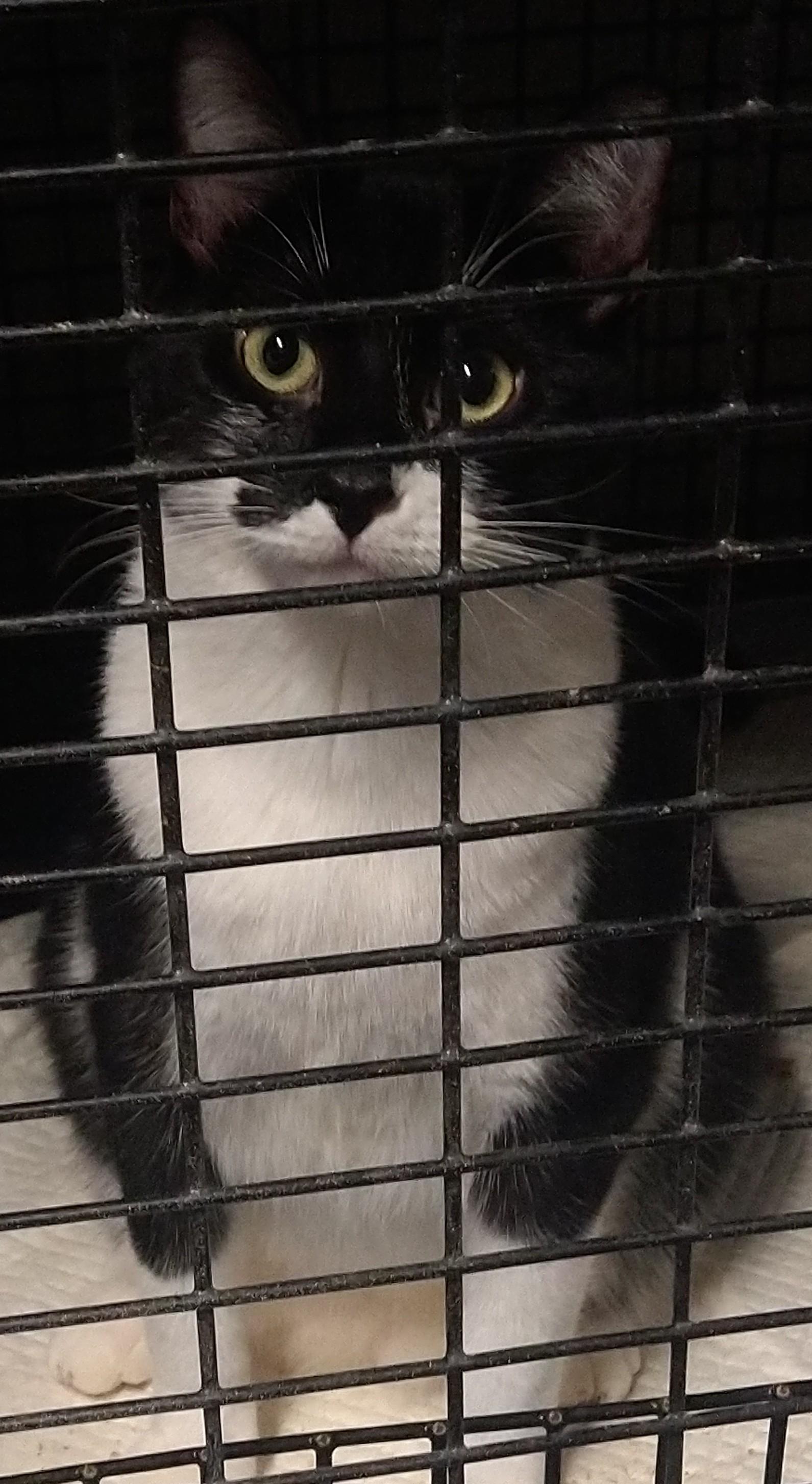 Liddy, Baby Female Tuxedo