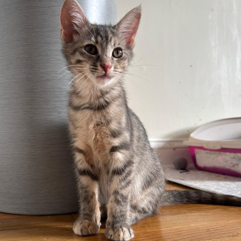 Elenor, Baby Female Domestic Short Hair