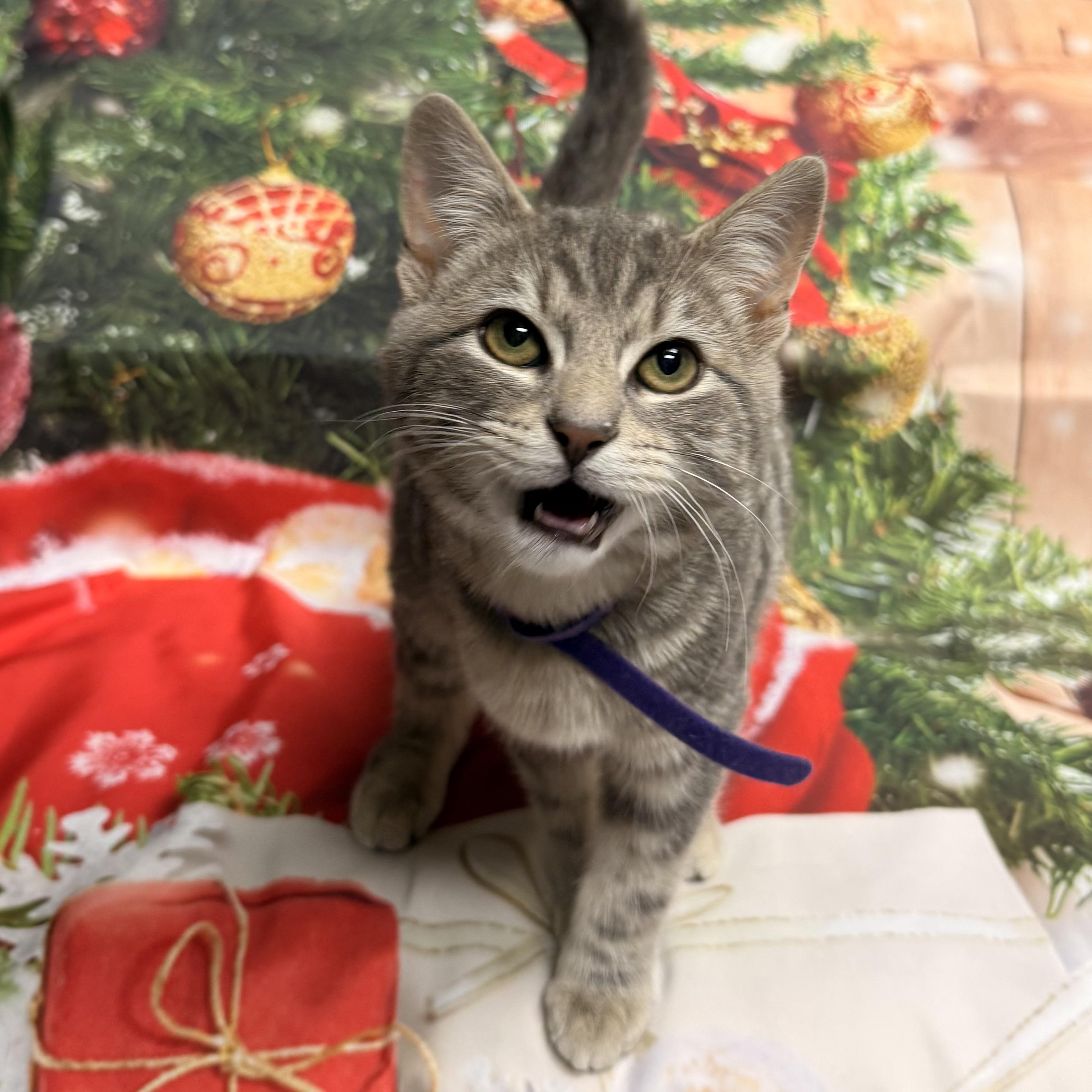 Blitzen, adoptable, Young Male Domestic Short Hair.