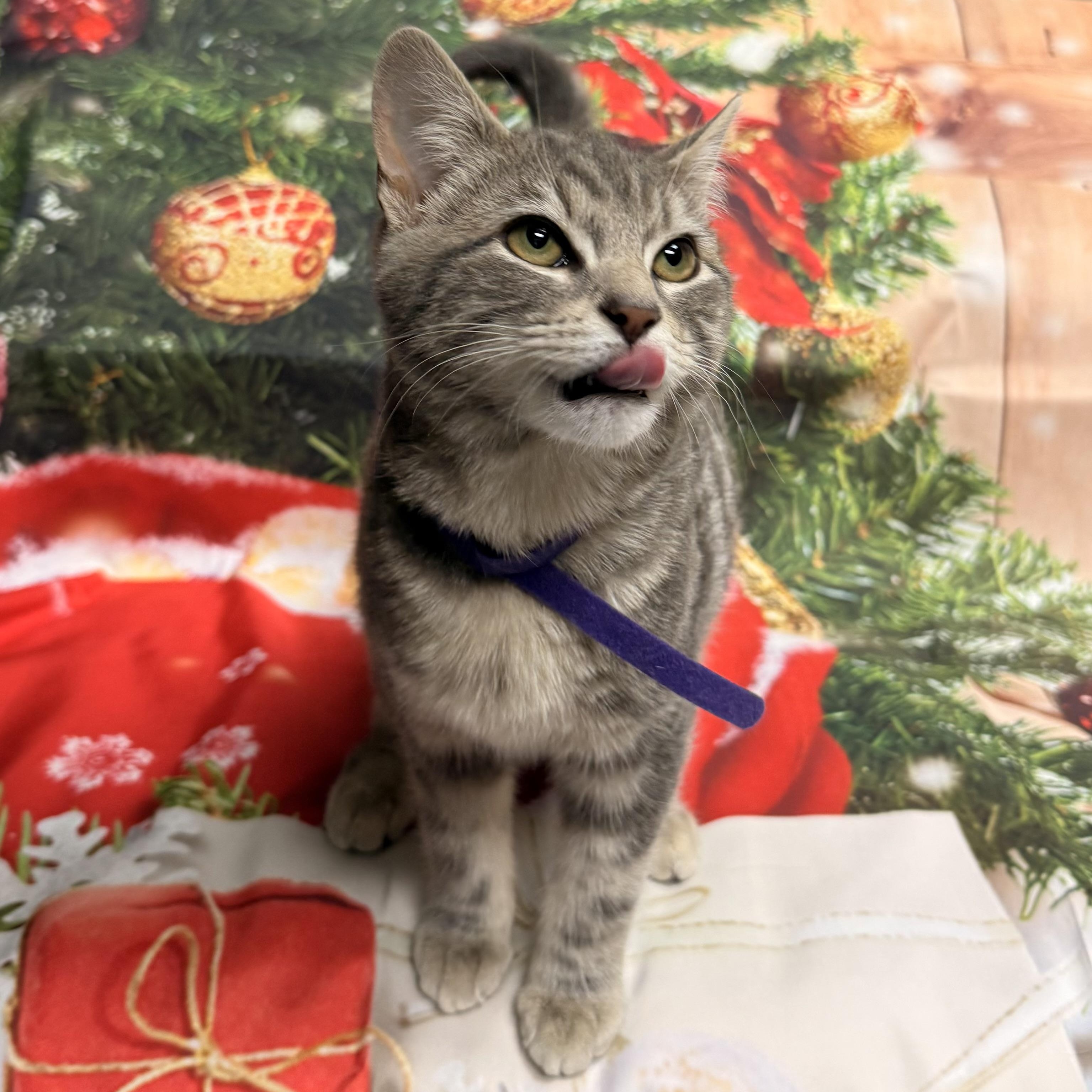 Enlarge Blitzen, an adoptable Domestic Short Hair in Fairfax Station, VA image 2/3