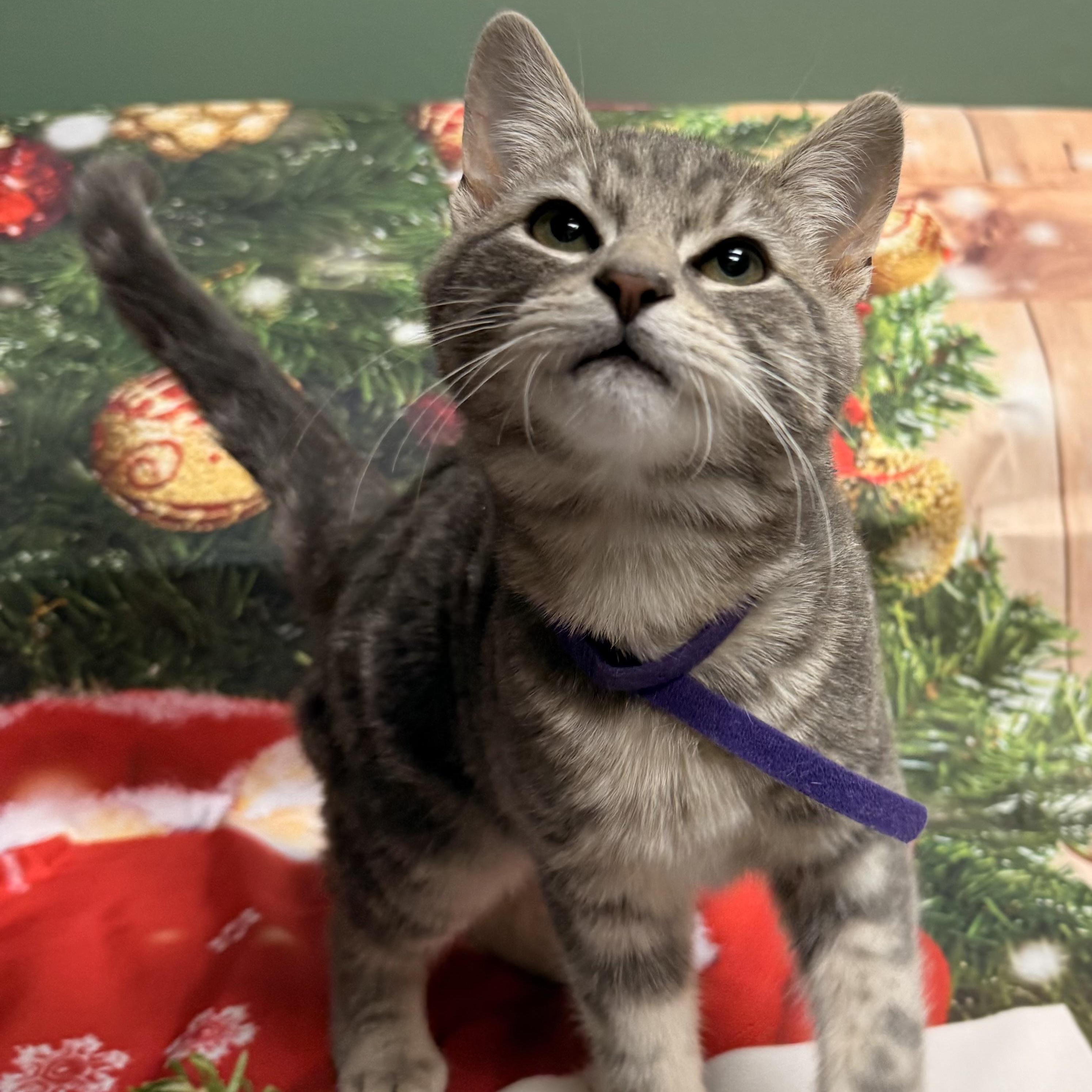 Enlarge Blitzen, an adoptable Domestic Short Hair in Fairfax Station, VA image 3/3