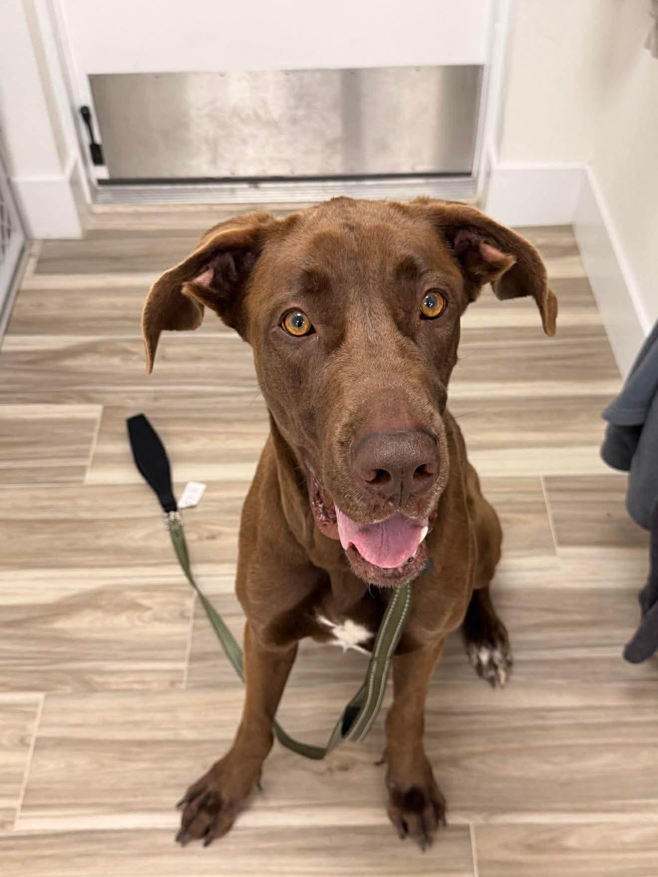 Enlarge Eowyn aka Roo, a ADOPTABLE mixed breed in Palm Coast, FL image 3/5