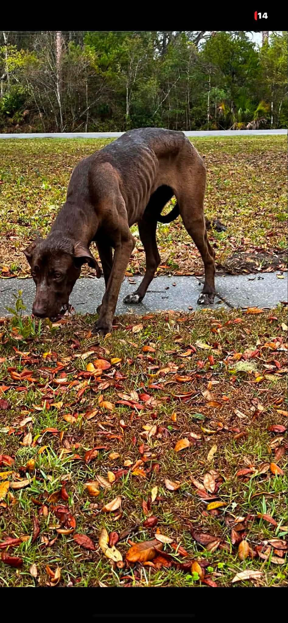 Enlarge Eowyn aka Roo, a ADOPTABLE mixed breed in Palm Coast, FL image 5/5