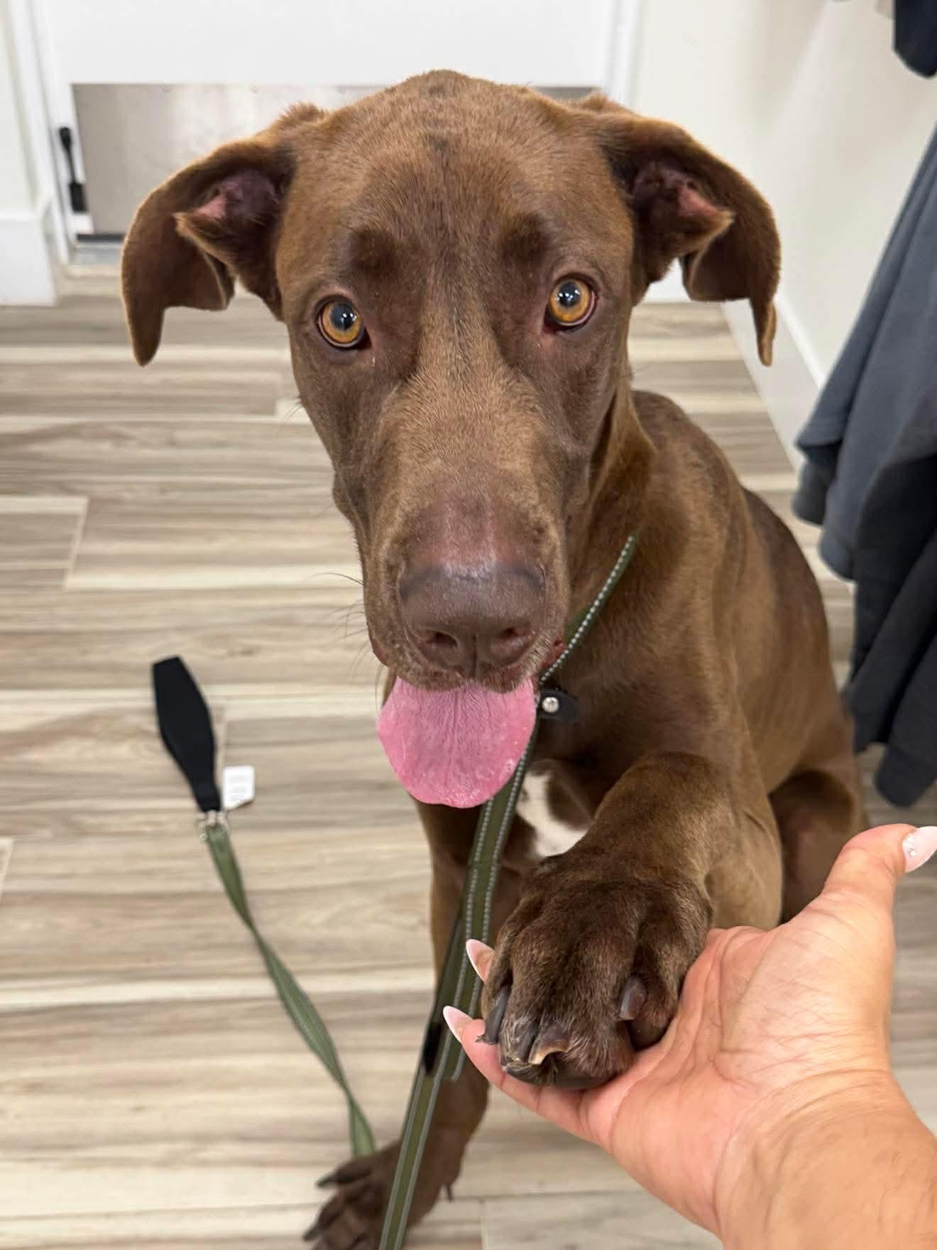 Eowyn aka Roo, ADOPTABLE, Young Female Great Dane & Chocolate Labrador Retriever.