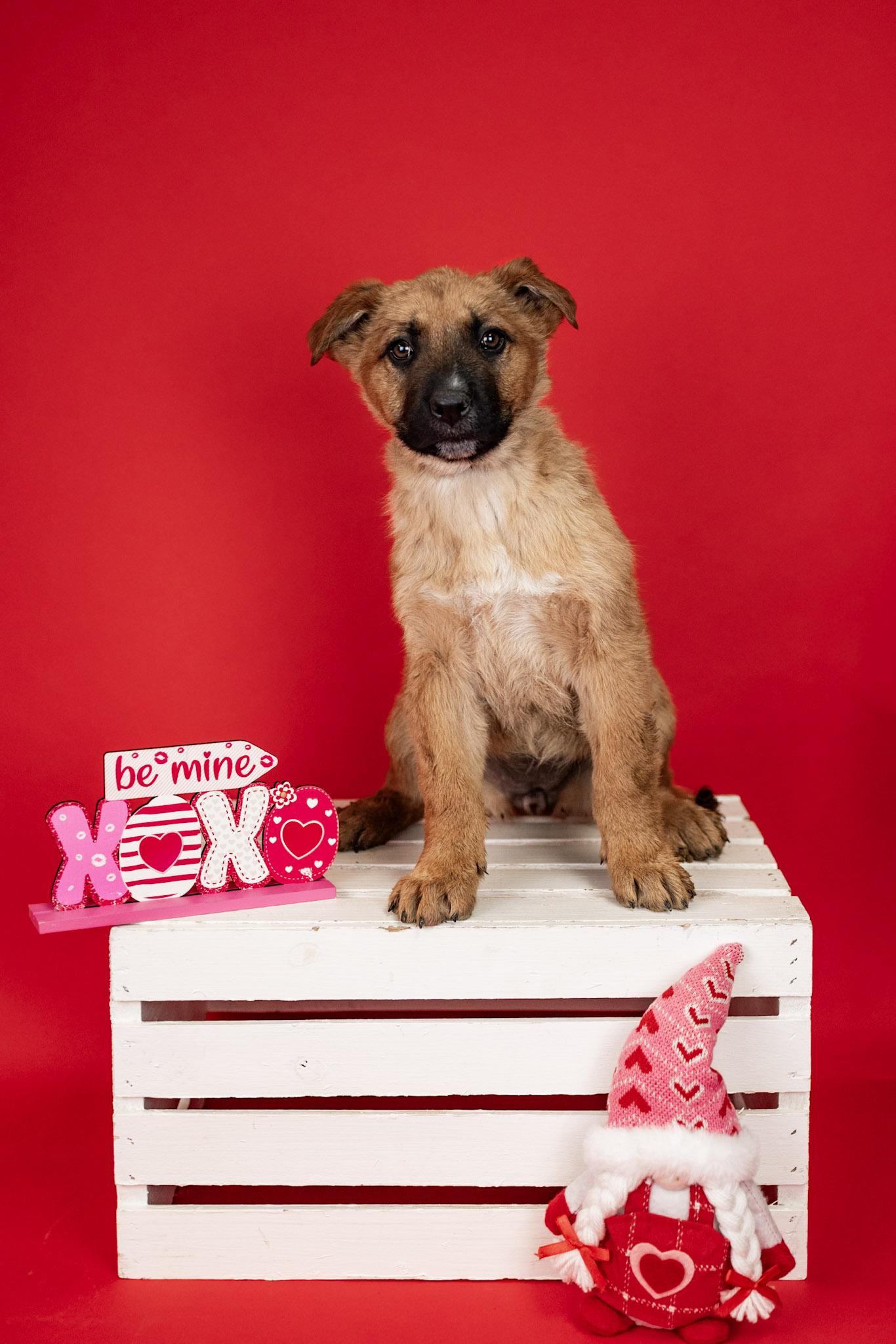 Enlarge 28-26 Rose, a ADOPTABLE mixed breed in Brighton, CO image 1/1