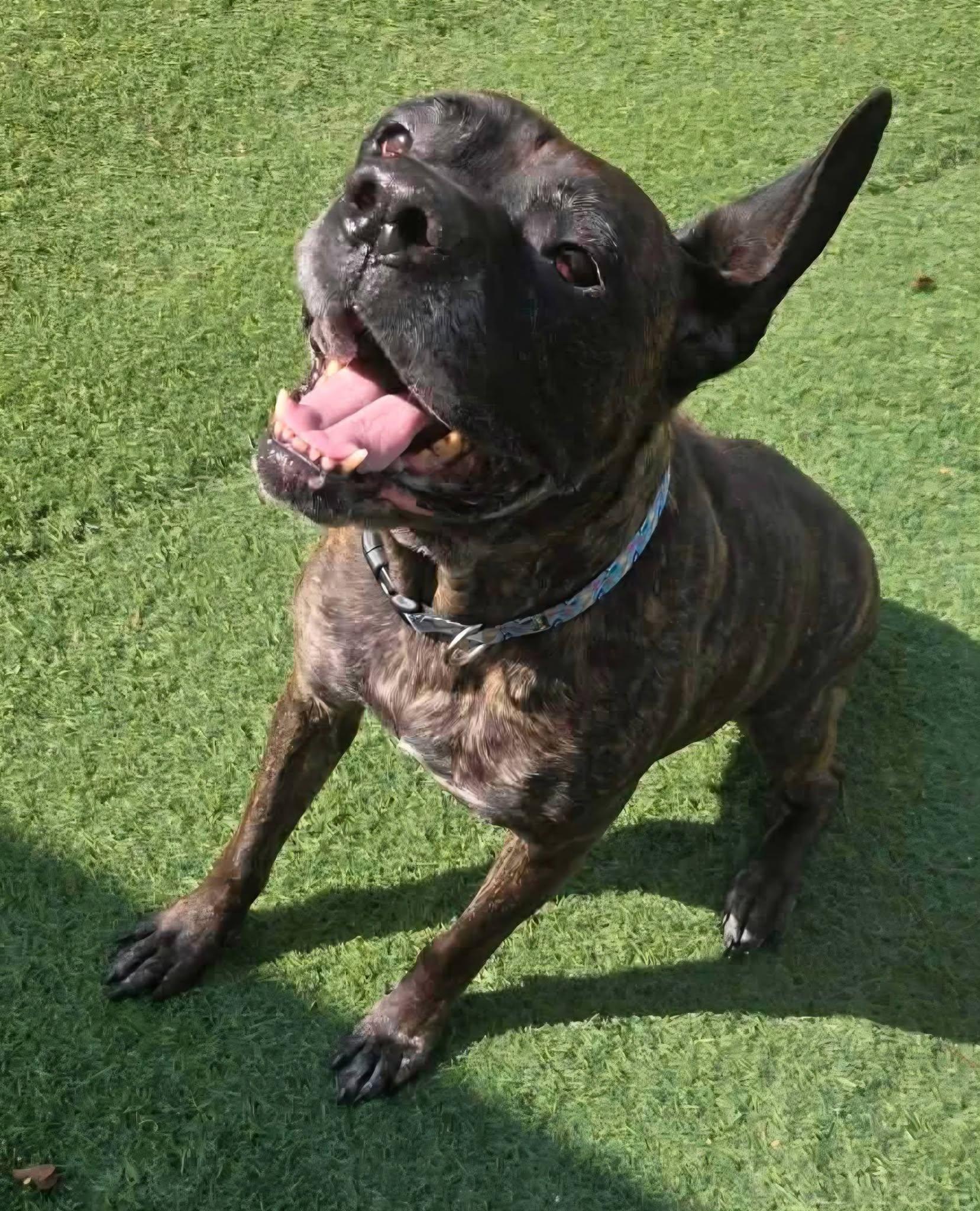 Enlarge Gertie, a ADOPTABLE Cane Corso in Blaine, MN image 3/3