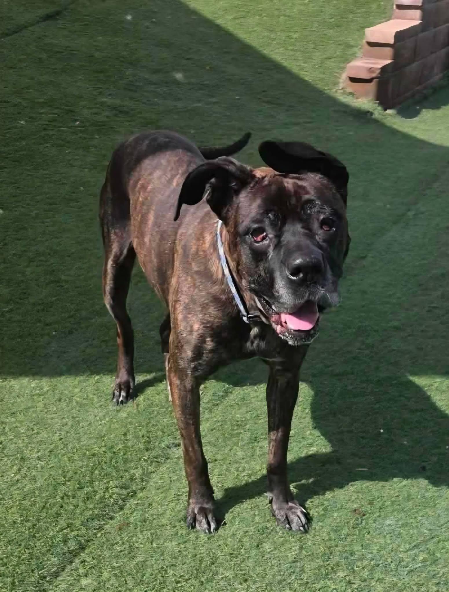 Gertie, ADOPTABLE, Senior Female Cane Corso.