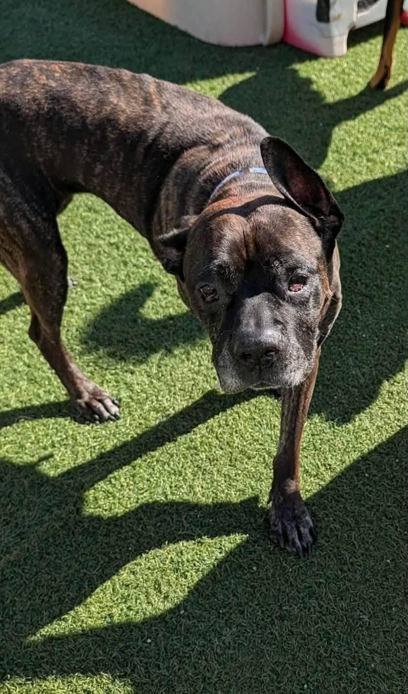 Enlarge Gertie, a ADOPTABLE Cane Corso in Blaine, MN image 2/3