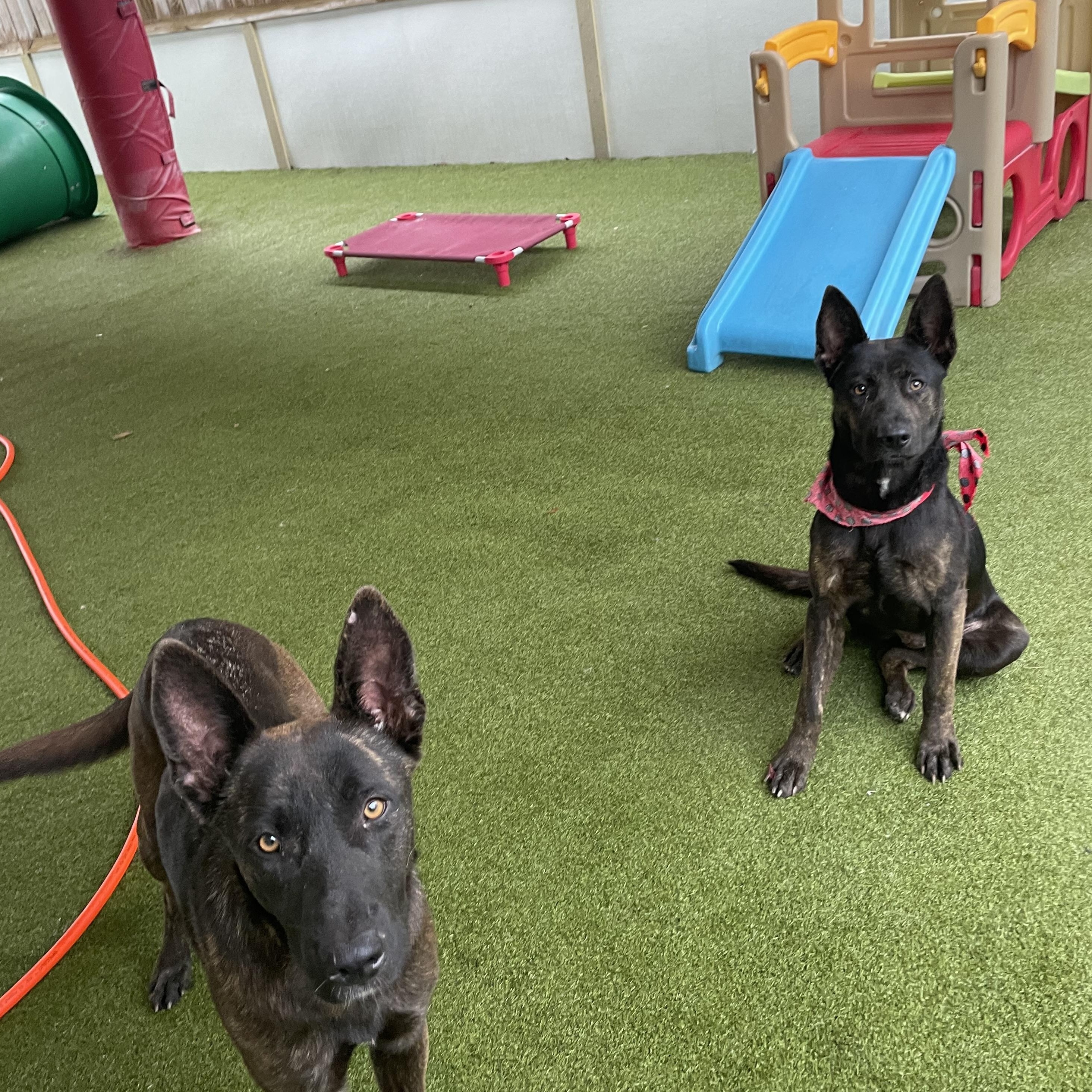 Enlarge Jackie, a ADOPTABLE Dutch Shepherd in Houston, TX image 2/5