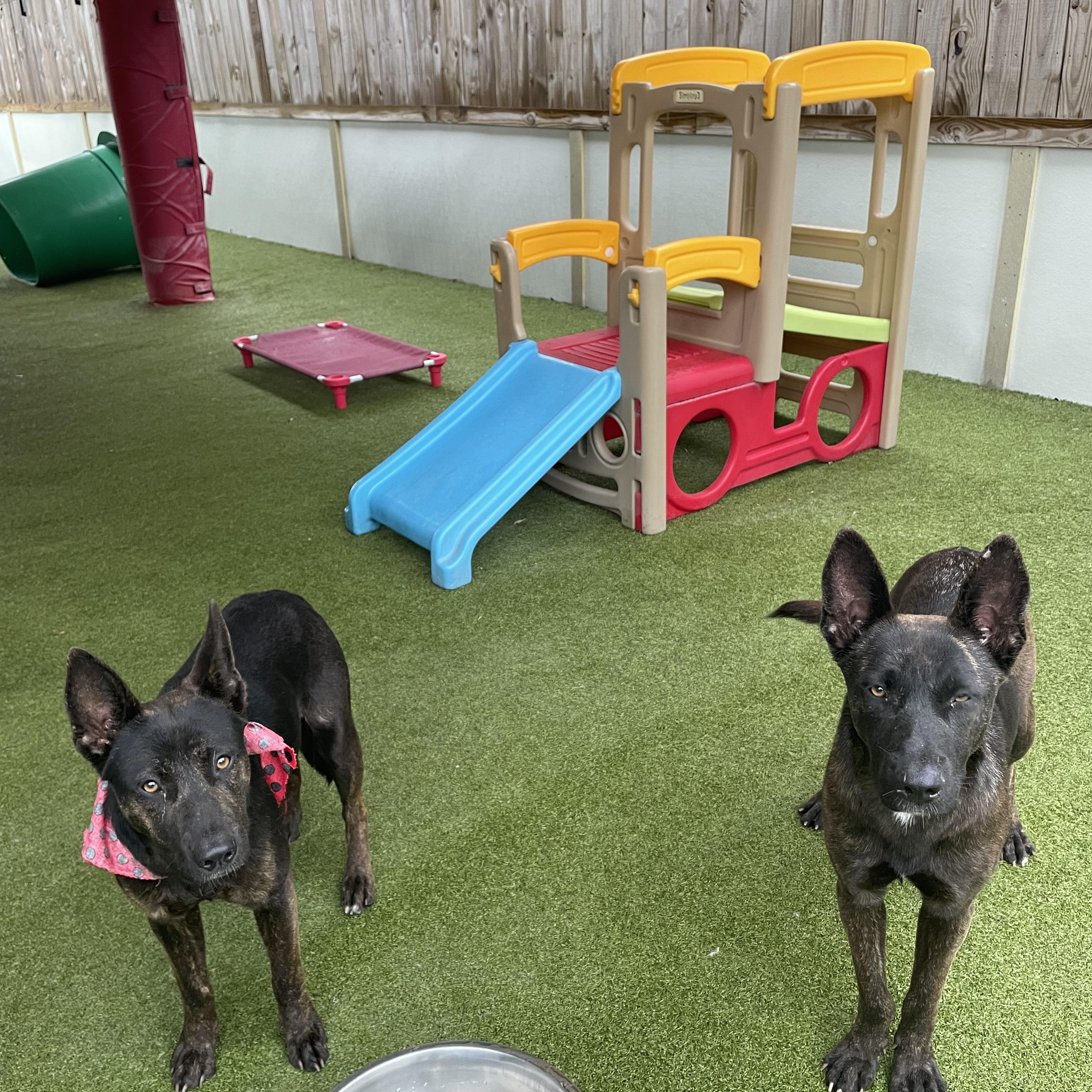 Enlarge Jackie, a ADOPTABLE Dutch Shepherd in Houston, TX image 3/5