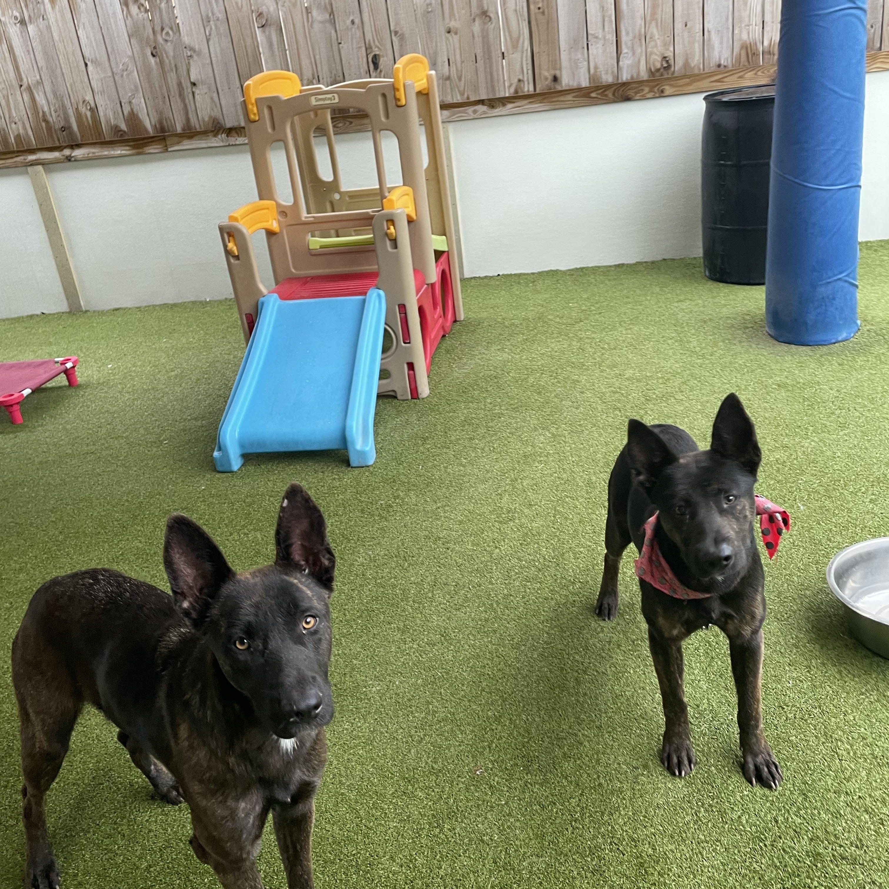 Enlarge Jackie, a ADOPTABLE Dutch Shepherd in Houston, TX image 5/5